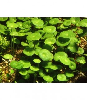 HYDROCOTYLE VERTICILLATA