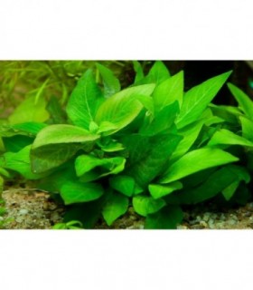 HYGROPHILA SIAMENSIS