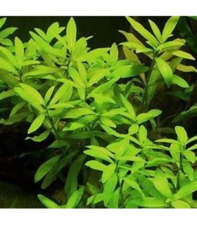 HYGROPHILA POLYSPERMA