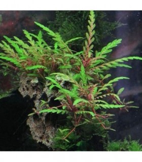 HYGROPHILA PINNATIFIDA