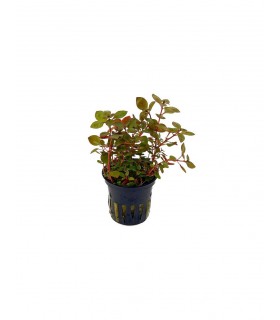 LUDWIGIA PALUSTRIS RED