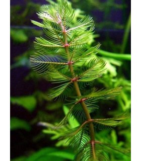 MYRIOPHYLLUM SPICATUM