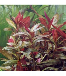 ALTERNANTHERA REINECKII LILACINA (Mini)