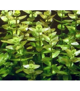 BACOPA CAROLINIANA