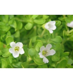 BACOPA MONNIERI