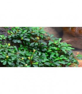 BUCEPHALANDRA CRISPED LEAVES