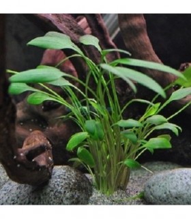 CRYPTOCORYNE NEVELLI