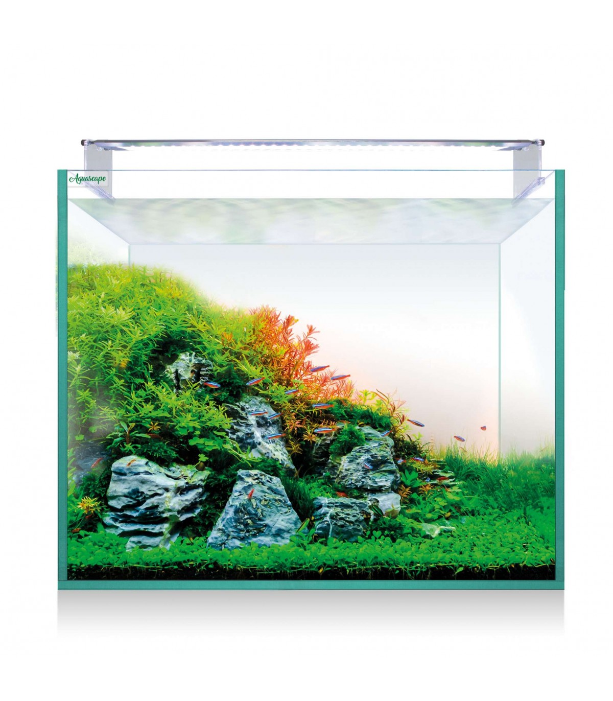 Kit de acuarios plantados con capacidad de hasta 100 litros de color  transparente Aquascape