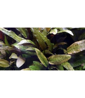 CRYPTOCORYNE WENDTII BROWN