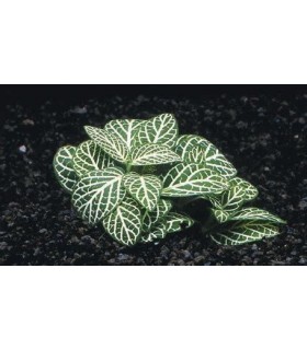 FITTONIA ARGYRONEURA WHITE